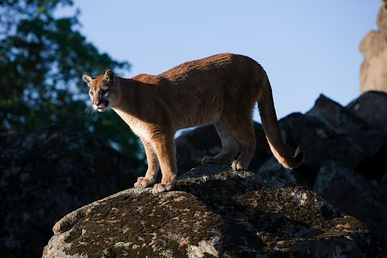 sierra-speaker-series-cougars-and-conservation-with-dr-rick-hopkins