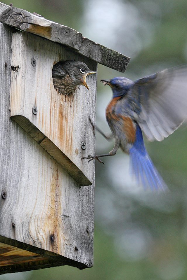 Reno REI: Birding Lake Tahoe - Take Care