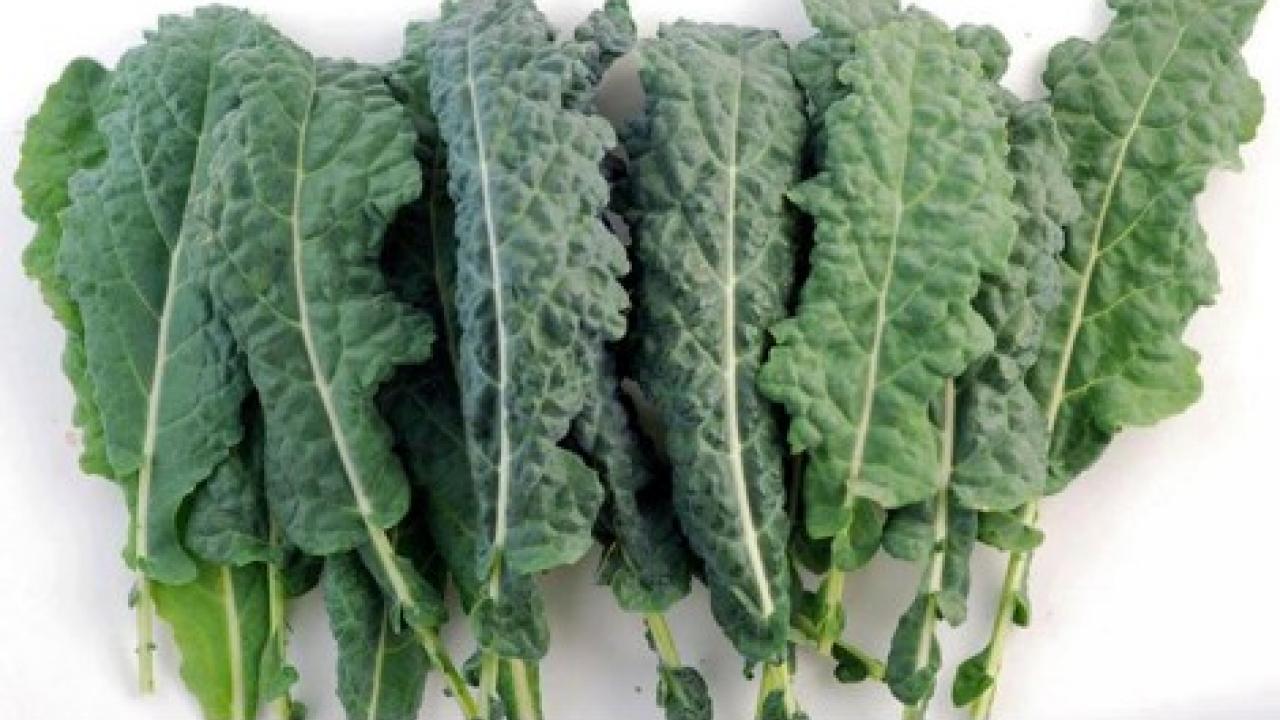 High Elevation Gardening Lettuce/Kale Take Care