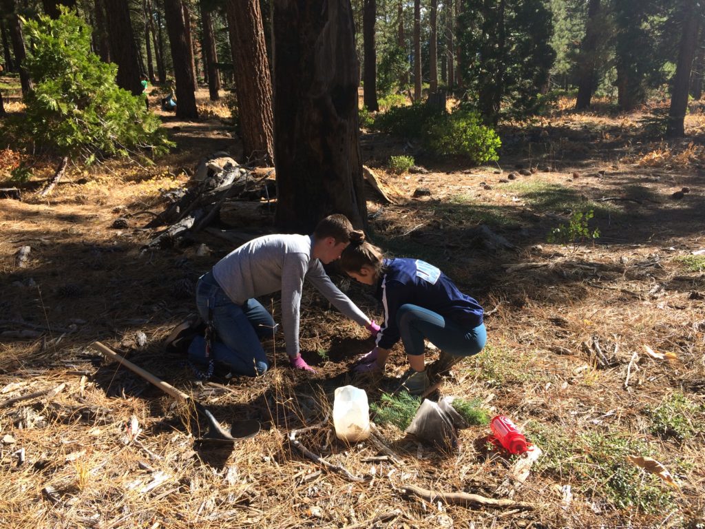 Plant Sugar Pines in Kings Beach! Take Care