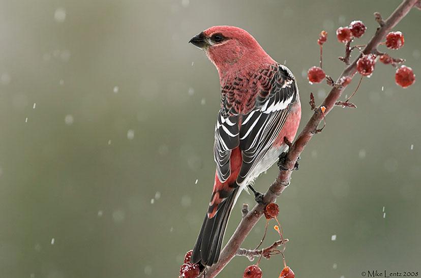 Christmas Bird Count Take Care