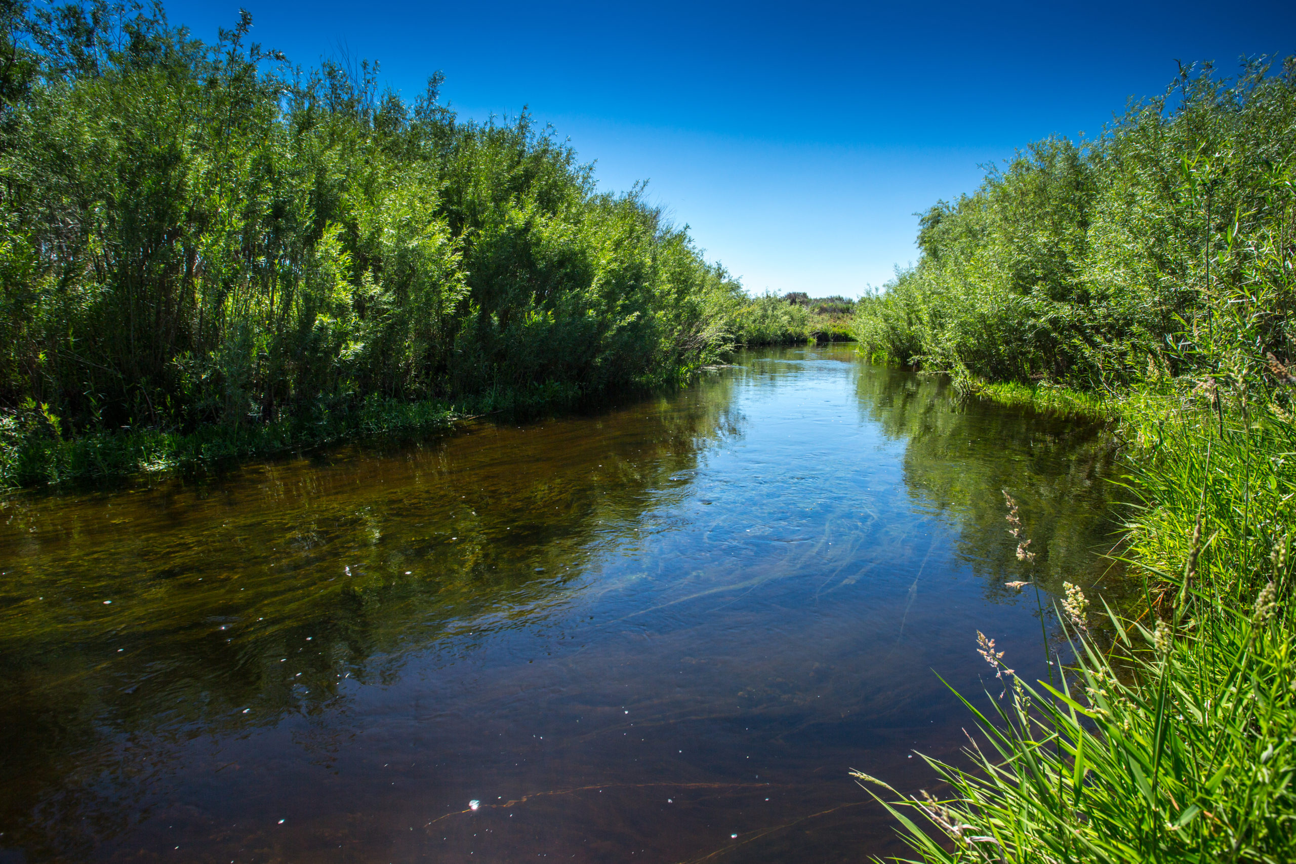 Nevada S Resilient Rivers Webinar Take Care   18196806504 14aba8c52c O 1 Scaled 