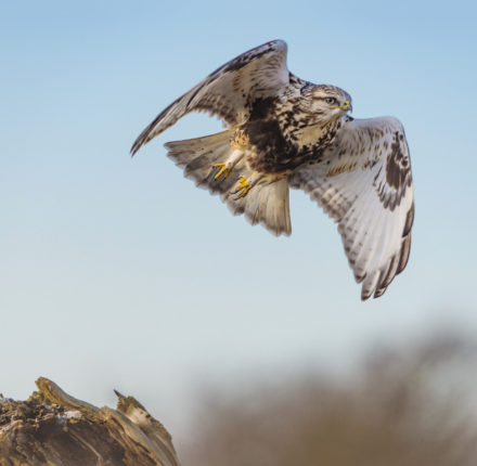 Rough-legged hawk flying