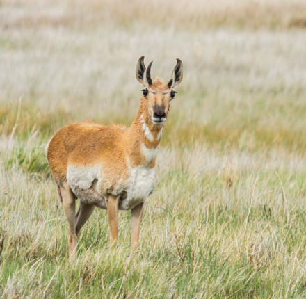 Pronghorn antelope in grass