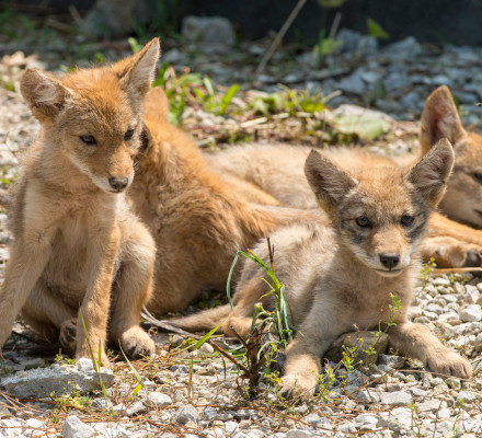 baby coyote with mom