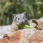 close-up of an American pika on a rock chewing a green leaf