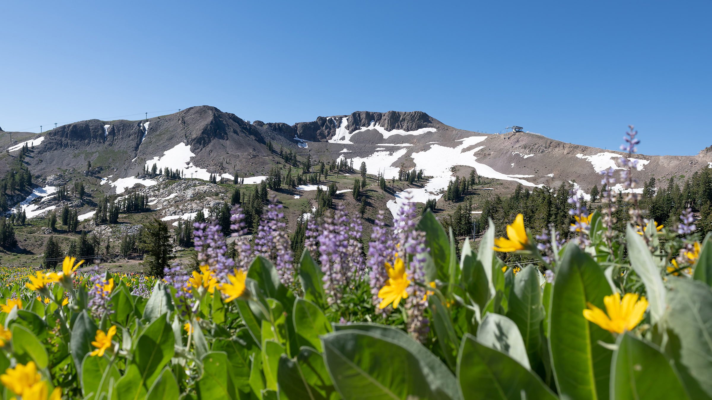 Alpine Meadows