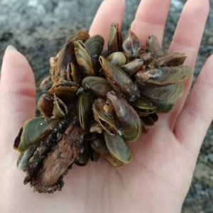 golden mussels